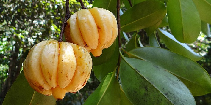 Garcinia fruta o que e para que serve